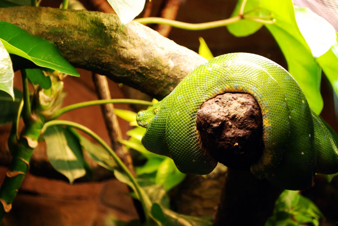 Green snake