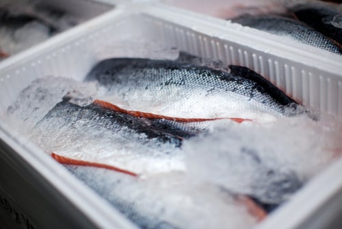 whole salmons lying iced transportation box